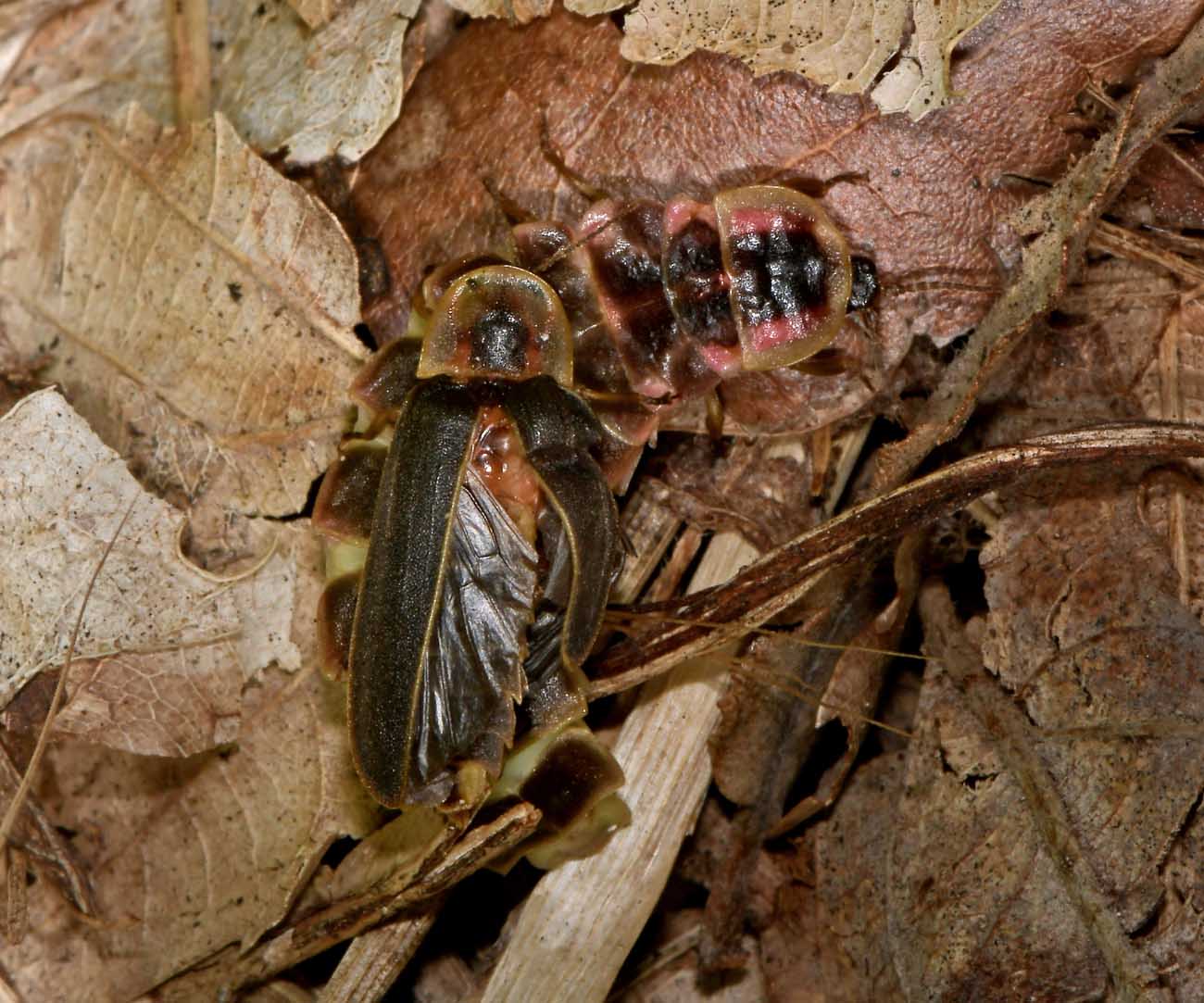 Lampyridae: Coppie di Lampyris fuscata?  S !